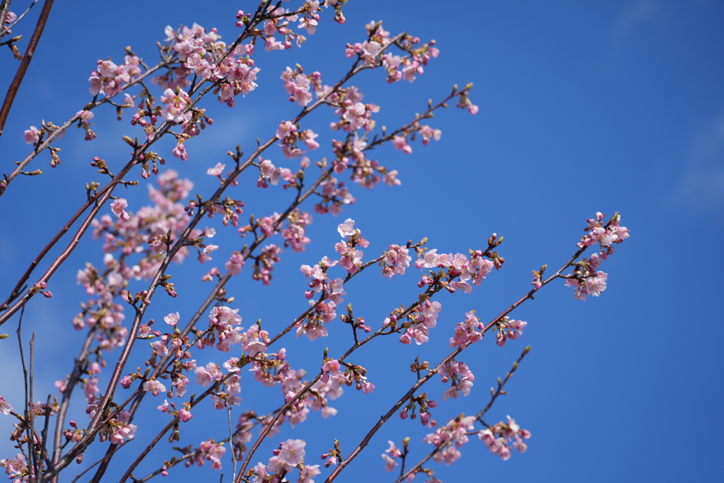 八千代の河津桜