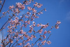 八千代の河津桜