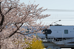 桜と東武特急