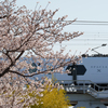 桜と東武特急