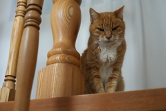 庭でくつろぐ猫