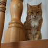 庭でくつろぐ猫