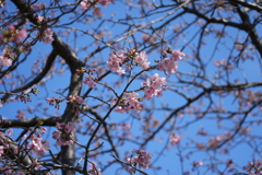 八千代の河津桜