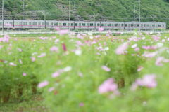 コスモスと京成本線
