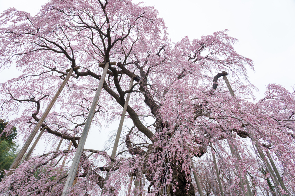 三春滝桜