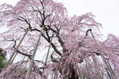 三春滝桜