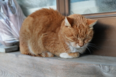 香箱座りの猫