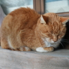 香箱座りの猫