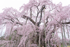 三春滝桜