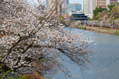 春の外堀