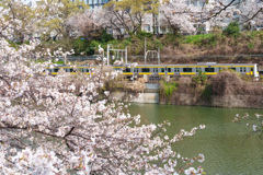 中央線と桜