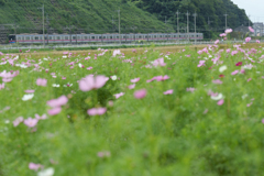 コスモスと京成本線
