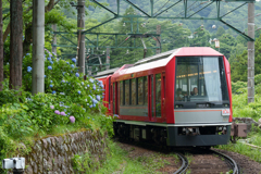 紫陽花と箱根登山電車