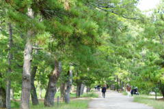 天橋立 天橋立