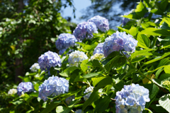 6月の円覚寺