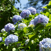 6月の円覚寺