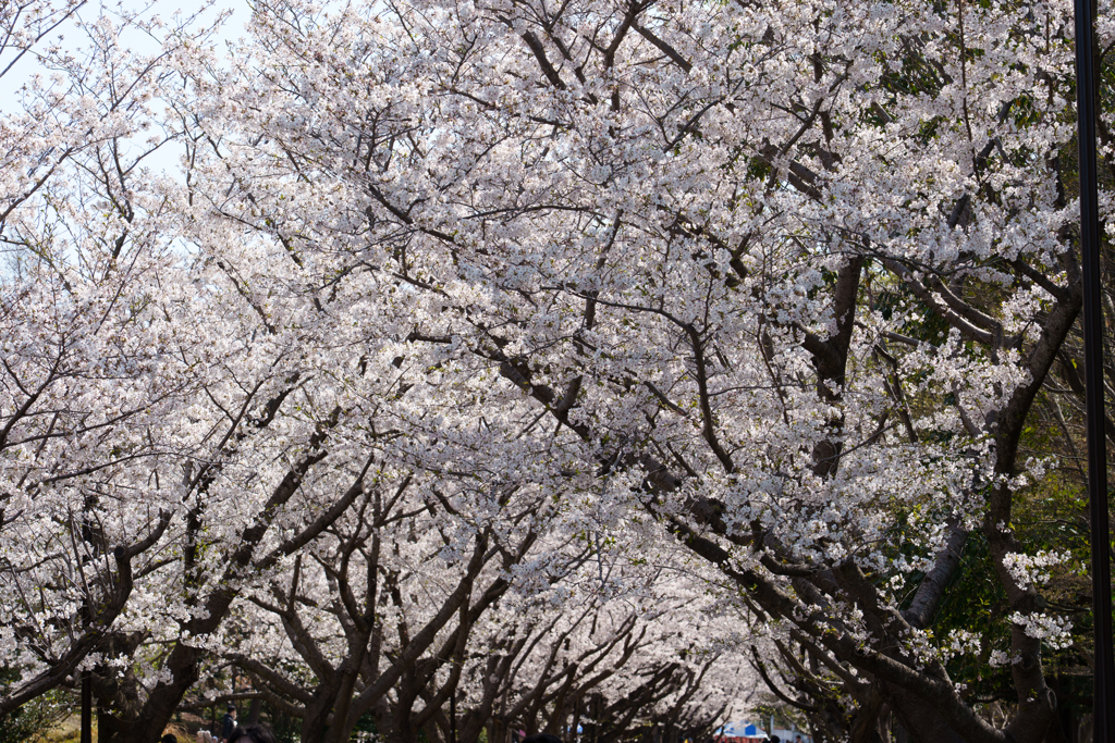 葛西臨海公園の桜