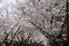 葛西臨海公園の桜