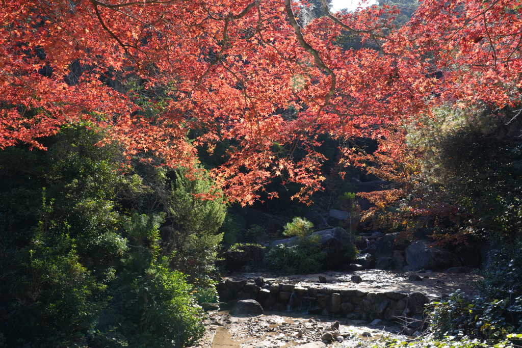 宮島の紅葉