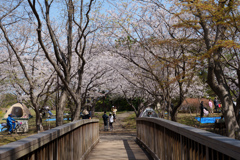 葛西臨海公園の桜