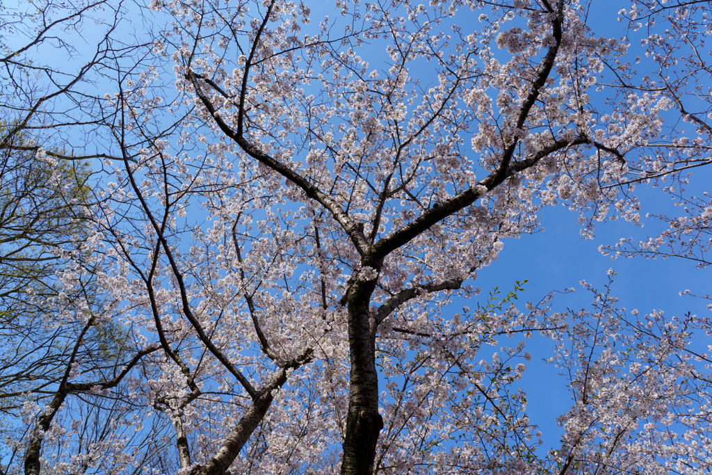 葛西臨海公園の桜