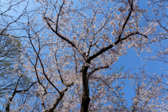 葛西臨海公園の桜