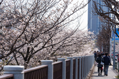 春の外堀