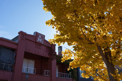 函館市街の黄葉