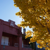 函館市街の黄葉