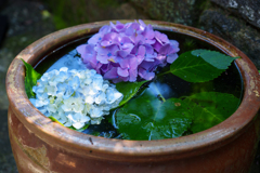 6月の円覚寺