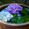 6月の円覚寺