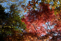 秋の成田山公園