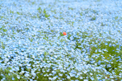 青い花に咲く一輪の赤い花