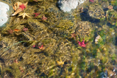 秋の成田山公園
