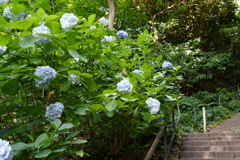 6月の円覚寺
