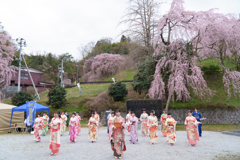 愛姫と桜