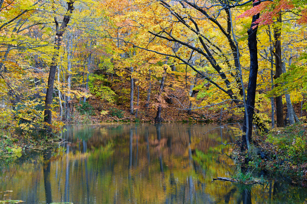 秋の大沼国定公園
