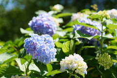 6月の円覚寺
