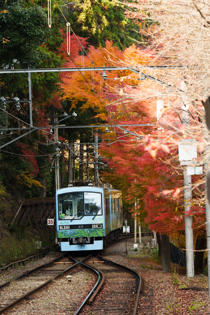秋の叡山電車