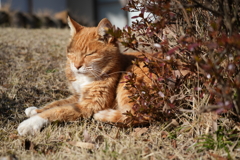 庭でくつろぐ猫