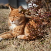 庭でくつろぐ猫