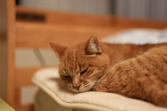 ベッドの上の猫