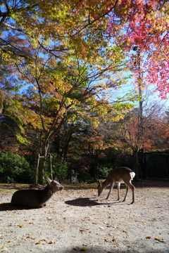 宮島の紅葉