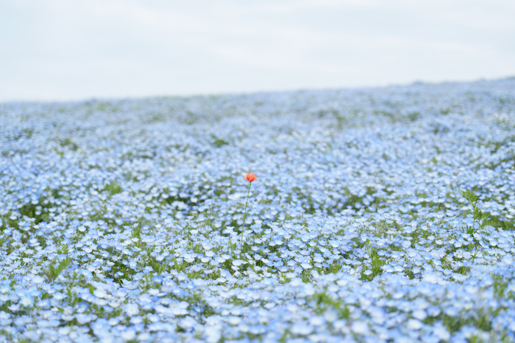 青い花に咲く一輪の赤い花