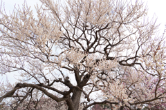 偕楽園梅まつり