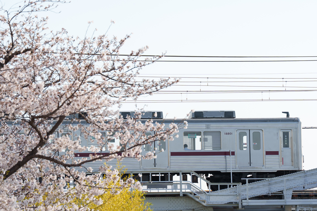 東武線と桜