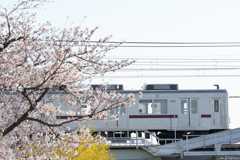 東武線と桜