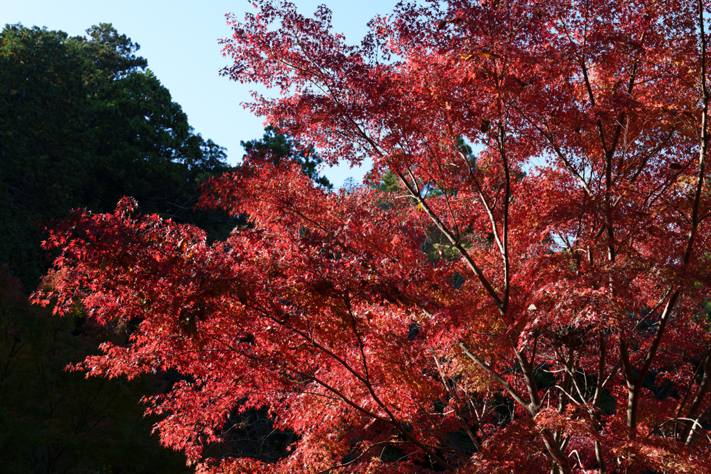秋の成田山公園
