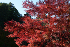 秋の成田山公園