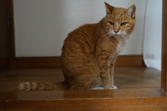 家でくつろぐ猫